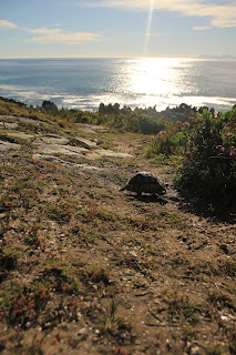 Schildkröte kreuzt den Weg