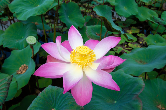 Fiori di loto Tempio Pura Taman Saraswati, Ubud-Bali