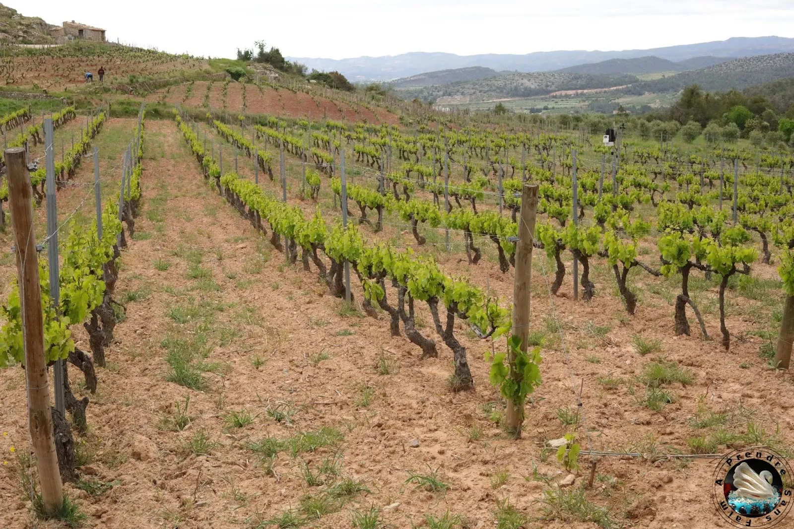 Visite et dégustation de vins à Vinyes Domènech - Capçanes