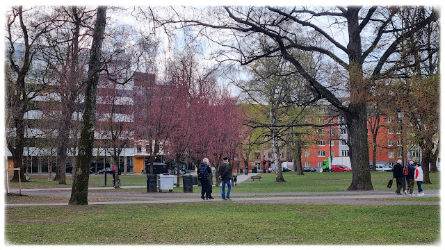 Kirsebærtrærne blomstrer og det våres i Sofienbergparken på Grünerløkka!