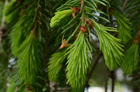 New growth on spruce tips