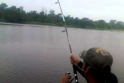 Cara Memancing Ikan Gabus