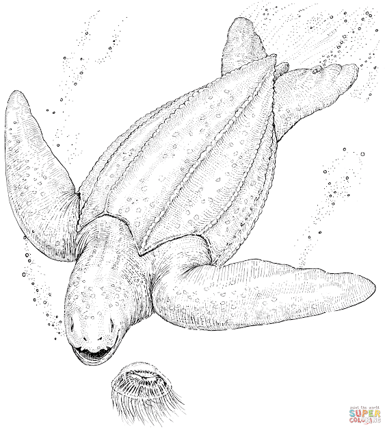 Leatherback Sea Turtle