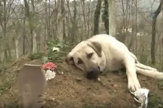 Perro fiel suele visitar la tumba de su padre para estar cerca de su amado
