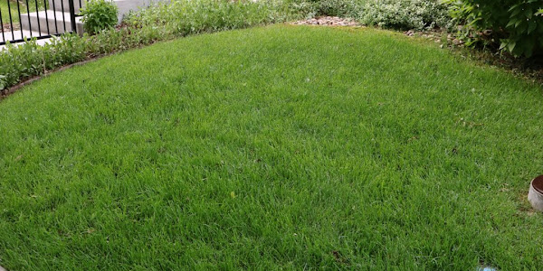 4 Steps to a great lawn 