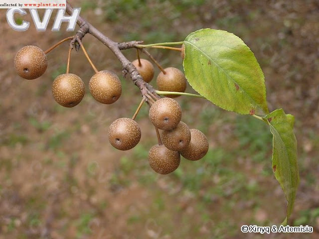 Груша темноплодная (Pyrus phaeocarpa)