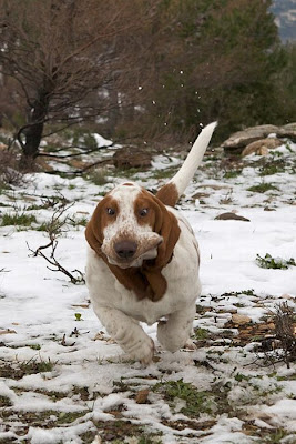 Running Basset Hounds Seen On www.coolpicturegallery.us