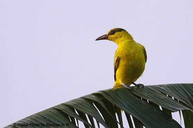 Juvenile Oriole