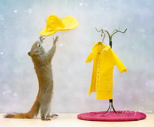  Creative photos of Squirrels 