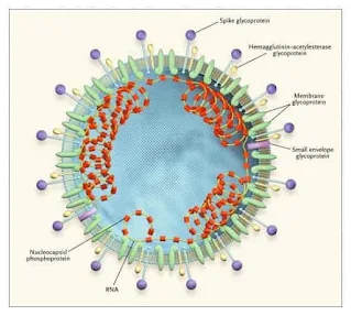 Vírions são a forma infecciosa propriamente dita dos vírus, sendo constituídos por material genético envolto por proteínas, formando o capsídeo-min