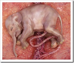 feto_elefante