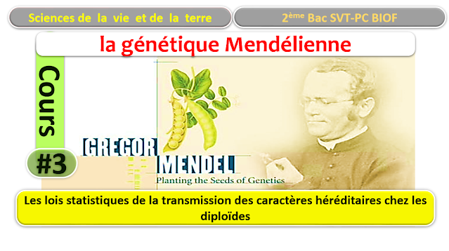 chapitre 2 :Les lois statistiques de la transmission des caractères héréditaires chez les diploïdes