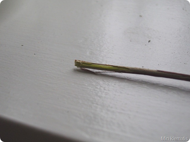 SNC18119_resize
