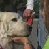 US Town Elects Dog As Mayor