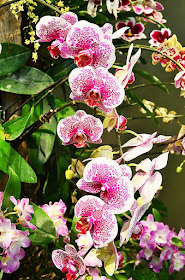 Orchid 11 at the Chicago Botanic Garden by Jeanne Selep