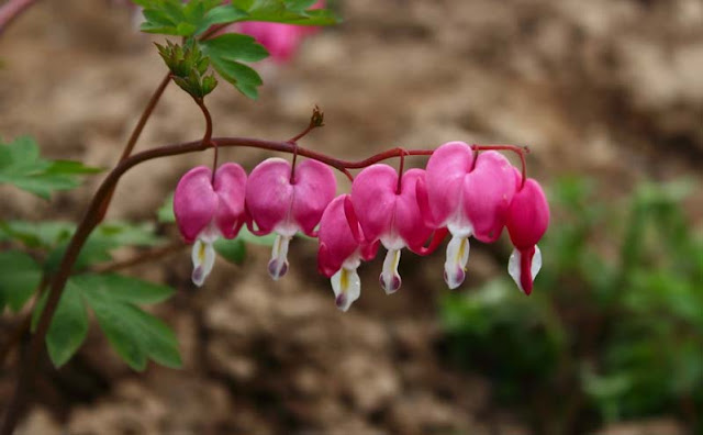 Bleeding Heart Flowers Pictures