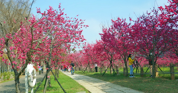 后里中科崴立機電櫻花公園綠萼櫻(福爾摩沙櫻)和八重櫻花齊開