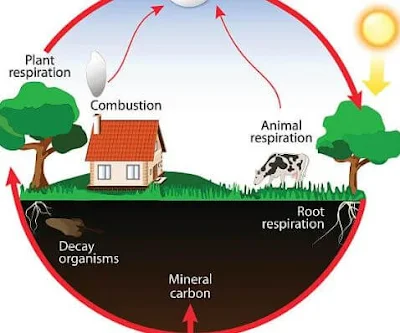 ما هي دورة الكربون؟