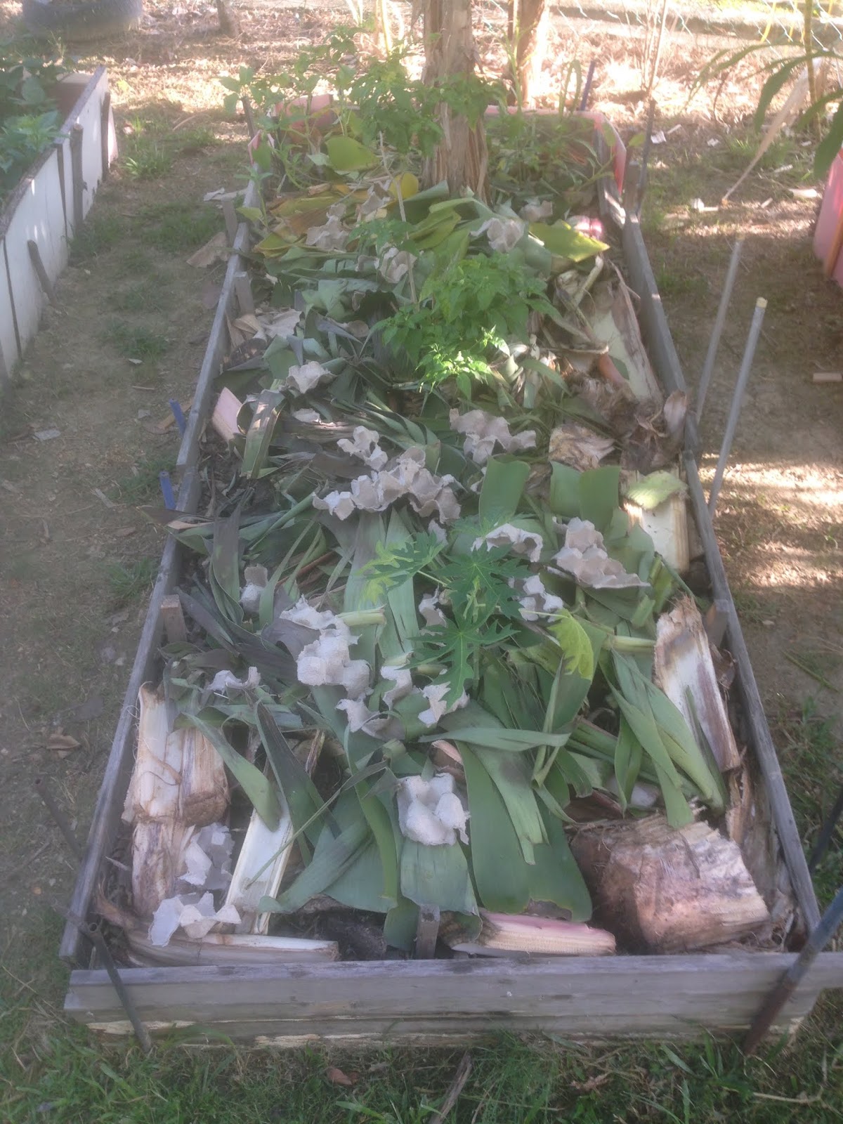 Jom Tanam Sayur ( JTS ) : Pindahkan Anak Pokok Betik ke ...