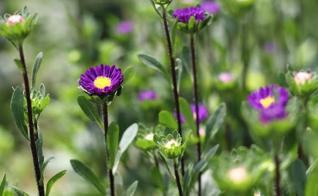 China Aster Flowers Pictures