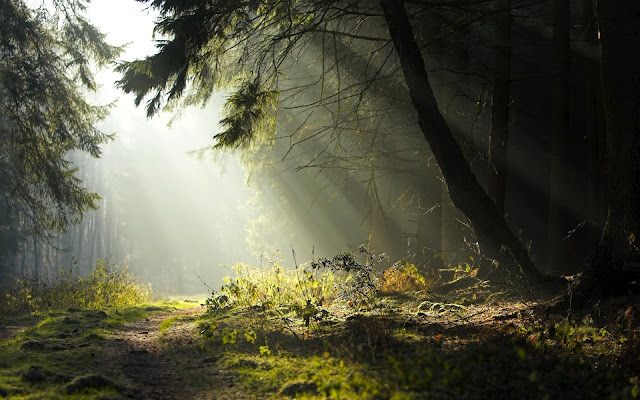 forest wallpapers, sunrays
