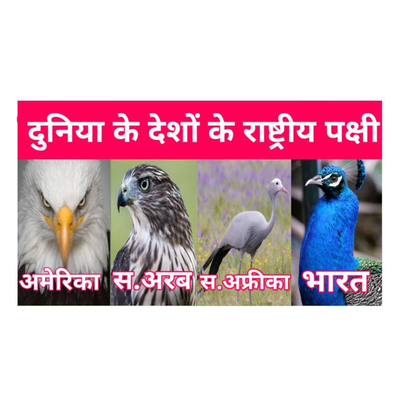 National bird of different countries in the world