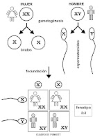 Resultado de imagen de DeterminaciÃ³n del sexo humanos