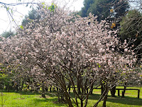 Bosque das Cerejeiras no Parque do Carmo