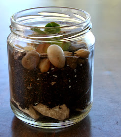 DIY: Make a Terrarium