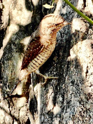 "Eurasian Wryneck - Jynx torquilla, rare only a few sightings,looking for grub on a rock."