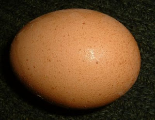 Resultado de imagem para maior ovo do mundo