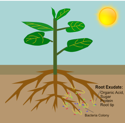 Plants roots exude sugar, organic acid, protein and shredding root tips which are food for bacteria