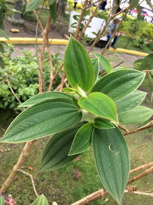 Hojas de Tibouchina urvilleana
