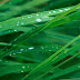 Grass Blades iPad Tablet Wallpaper