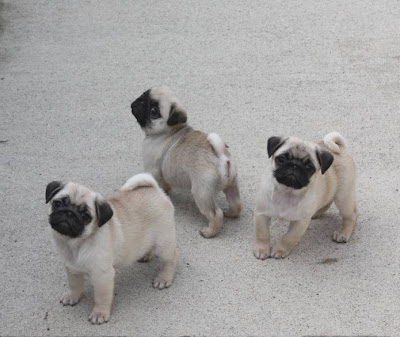 pictures of puppies playing. Pug Puppies Playing