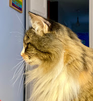 A calico cat in profile.