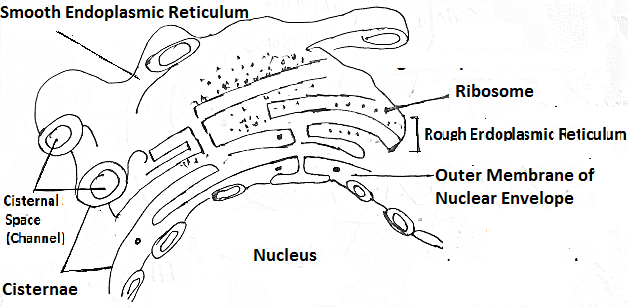 The Endoplasmic Reticulum and Golgi Body: What's the Difference?