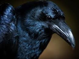 Crow with a strong beak.