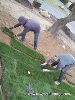 New York Plantings Gardeners aligning sod layers to front yard in Long Island