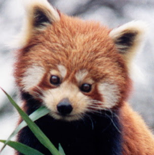 Embora ainda pouco conhecido, o panda-vermelho já se encontra em perigo de extinção, Este perigo deve-se à destruição do habitat pela expansão humana, da agricultura, da pecuária e da escassez de recursos naturais. 