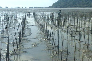 Benih propagul mangrove telah tertanam