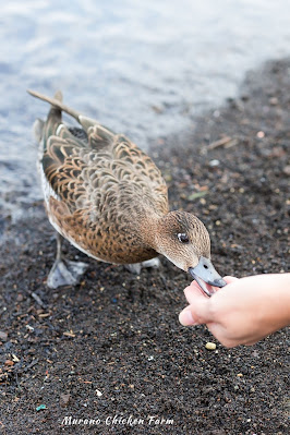 Wild duck eating from persons hand at lakeshore.