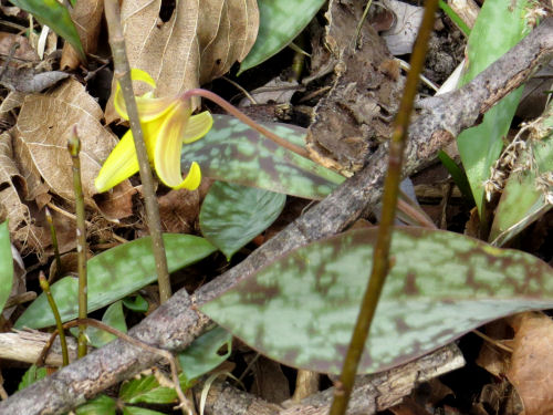 trout lily