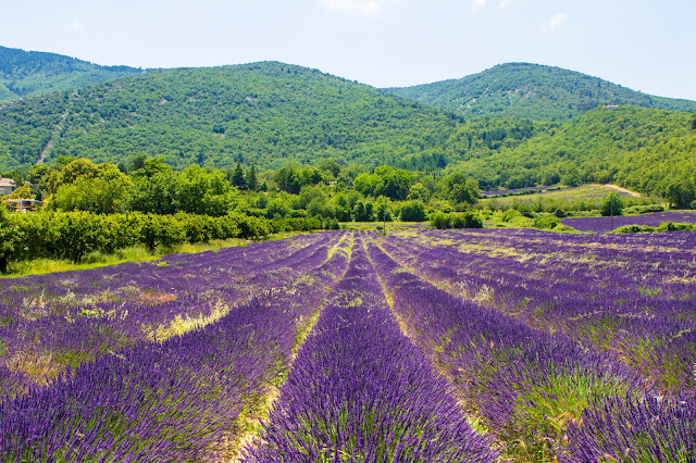 Campi di lavanda verso Auribeau