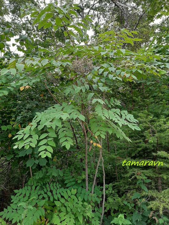 Аралия высокая / Аралия маньчжурская (Aralia elata, =Aralia mandshurica)