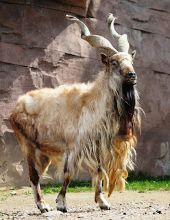 Markhor - Hewan Aneh