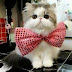 Amazing 100+ Fakta Kucing