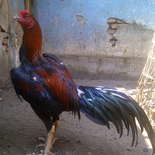  Ayam  Aduan Garut ayam bangkok super  terbaru agustus 2022