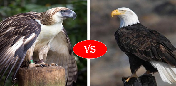 Philippine Eagle vs Bald Eagle