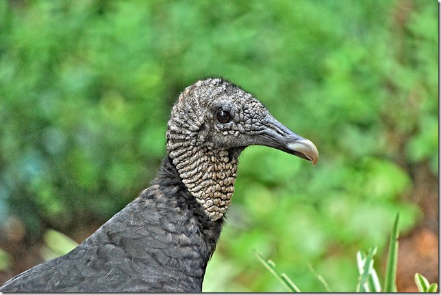 Black Vulture